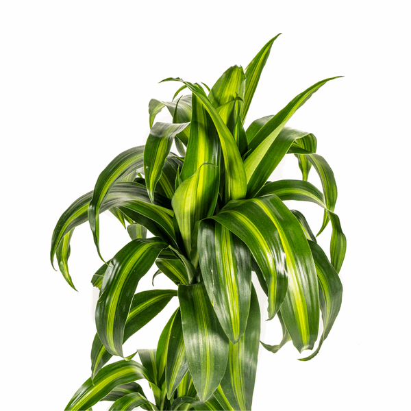 Dracaena Deremensis Hawaiian Sunshine – Drachenbaum – Ø19cm – ↕70-90cm – Tropische Zimmerpflanze mit zweifarbigen Blättern – Plant