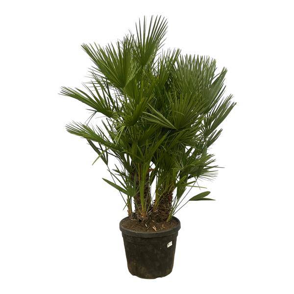 Chamaerops Humilis – Zwergpalme – mehrstämmig – Mediterrane Zimmer – und Gartenpflanze – Ø45cm – ↕180cm – Plant