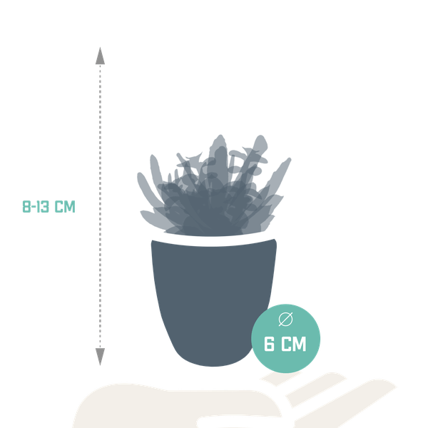 Sukkulenten Mix 5 Pflanzen Ø5,5cm – pflegeleichtes Pflanzen Set für Urban Jungle, Fensterbank, Wohnzimmer & Büro – Plant