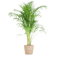 Areca – Palme Dypsis Goldfruchtpalme – Zimmerpflanze ↕100cm Ø21cm – Mit Natur – Korb Sofia Seegras Beige – Plant