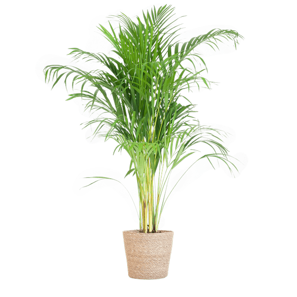 Areca – Palme Dypsis Goldfruchtpalme – Zimmerpflanze ↕100cm Ø21cm – Mit Natur – Korb Sofia Seegras Beige – Plant