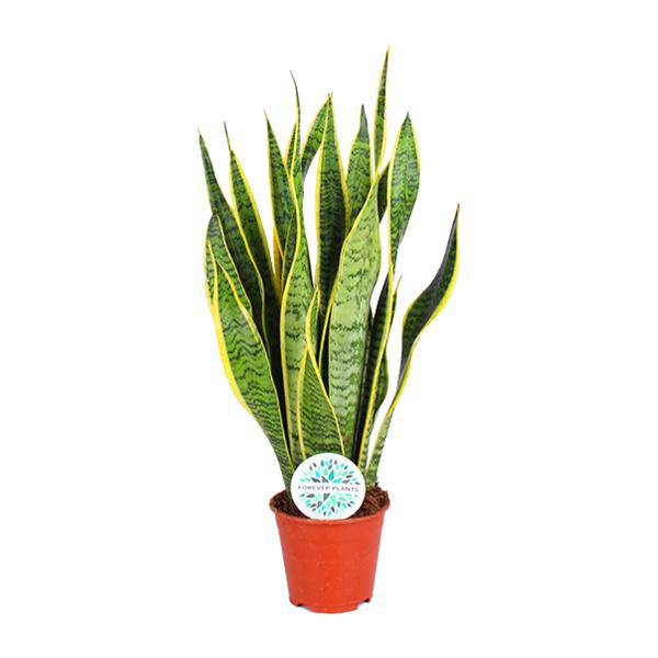 Bogenhanf – Sansevieria Trifasciata Laurentii – Zimmerpflanze – Ø14cm – ca. 50cm hoch – Luftreinigend & extrem pflegeleicht – Plant
