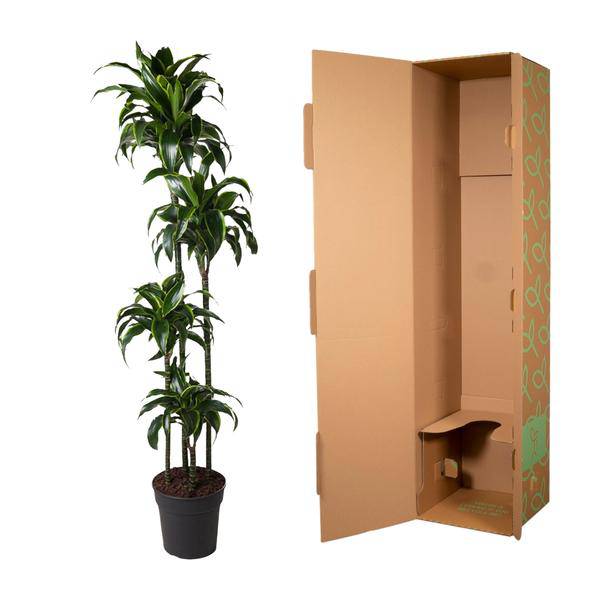 Drachenbaum – Dracaena Dorado 170cm – Ø27cm – Zimmerpflanze mit gold – grünen Blättern – Tropische Dekopflanze für Wohnzimmer, Büro & Wintergarten – Plant
