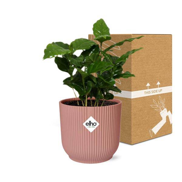 Kaffee Pflanze Coffea Arabica Zimmerpflanze – pflegeleichte Grünpflanze für Wohnzimmer, Büro & helle Standorte kaufen – Plant