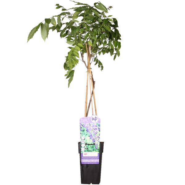 Chinesischer Blauregen – Wisteria sinensis ‘Prolific’ – Glyzinie – Ø15cm – ca. 65cm hoch – lila Blütentrauben – Plant