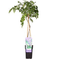 Chinesischer Blauregen – Wisteria sinensis ‘Prolific’ – Glyzinie – Ø15cm – ca. 65cm hoch – lila Blütentrauben – Plant