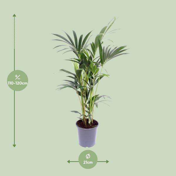 Kentia – Palme – Howea forsteriana – Zimmerpflanze – Ø21cm – ↕120cm – elegante Grünpflanze für Wohnzimmer, Büro & Schlafzimmer – Plant