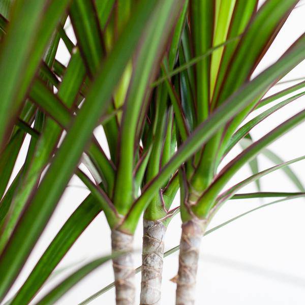 Dracaena Marginata – Drachenbaum – Zimmerpflanze – ca. 95cm hoch – Ø21cm – inkl. nachhaltigem Viber Übertopf Weiß – Plant