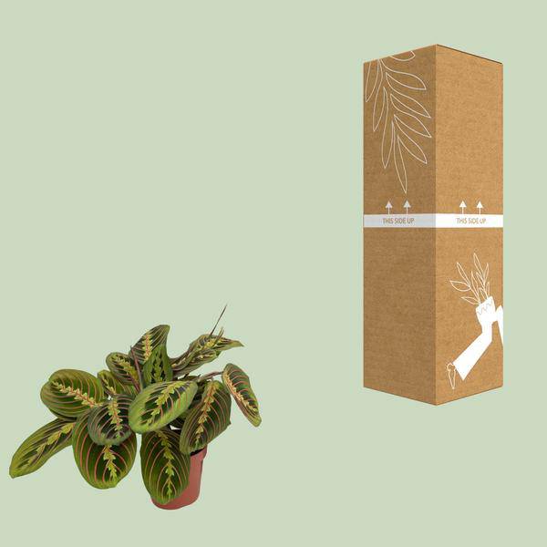 Maranta Fascinator Zimmerpflanze Ø12cm ↕30cm – pflegeleichte Grünpflanze für Wohnzimmer, Büro & helle Standorte kaufen – Plant
