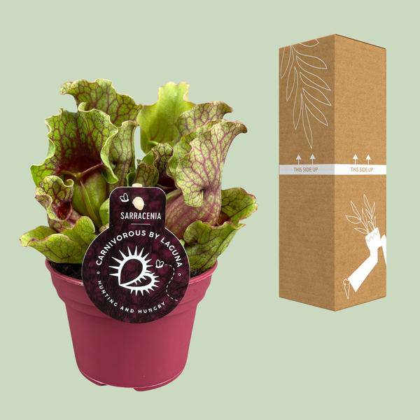 Schlauchpflanze Sarracenia Zimmerpflanze Ø12cm ↕20cm – pflegeleichte Grünpflanze für Wohnzimmer, Büro & helle Standorte kaufen – Plant