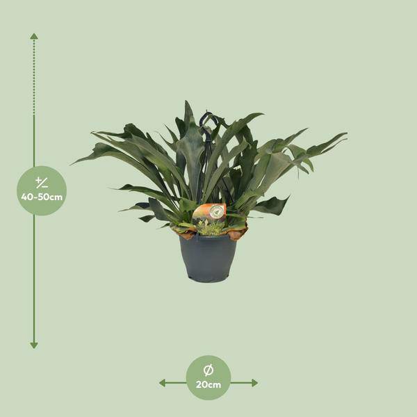Geweihfarn Platycerium bifurcatum Zimmerpflanze Ø21cm ↕50cm – pflegeleichte Grünpflanze für Wohnzimmer, Büro & helle Standorte kaufen – Plant