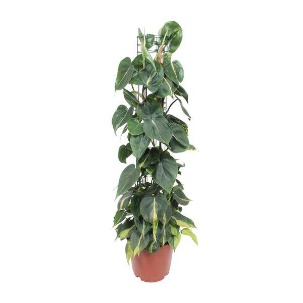 Philodendron Scandens Brasil – Baumfreund – Zimmerpflanze – Ø24cm ↕120cm – Herzblattpflanze mit grün – gelben Blättern – tropische Hängepflanze – Plant