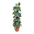 Philodendron Scandens Brasil – Baumfreund – Zimmerpflanze – Ø24cm ↕120cm – Herzblattpflanze mit grün – gelben Blättern – tropische Hängepflanze – Plant
