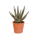 Aloe Zebrina Dannyz – Ø10,5cm Zimmerpflanze im mediterranen Terrakotta – Topf – Sukkulente mit sternförmigen Blättern & orangefarbenen Akzenten – Plant