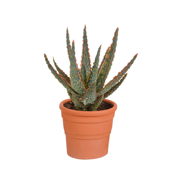 Aloe Zebrina Dannyz – Ø10,5cm Zimmerpflanze im mediterranen Terrakotta – Topf – Sukkulente mit sternförmigen Blättern & orangefarbenen Akzenten – Plant