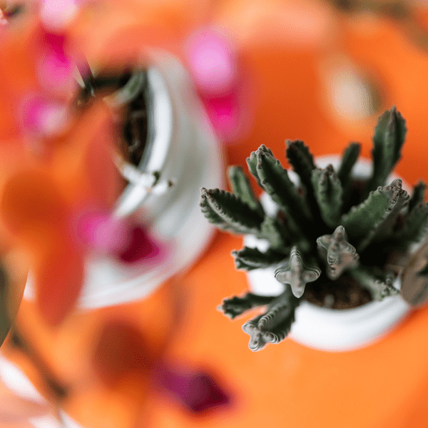 Aasblume – Stapelia – Zimmerpflanze – Ø6cm – Exotische & pflegeleichte Sukkulente – Seltene Kaktusart für Wohnzimmer, Büro & Pflanzenliebhaber