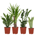 Pflanzkasten Easy – 4 pflegeleichte Zimmerpflanzen – Sansevieria, Yucca, Zamioculcas & Dracaena – Verschiedene Höhen 40-85cm – Ø14 – Ø17 – Plant