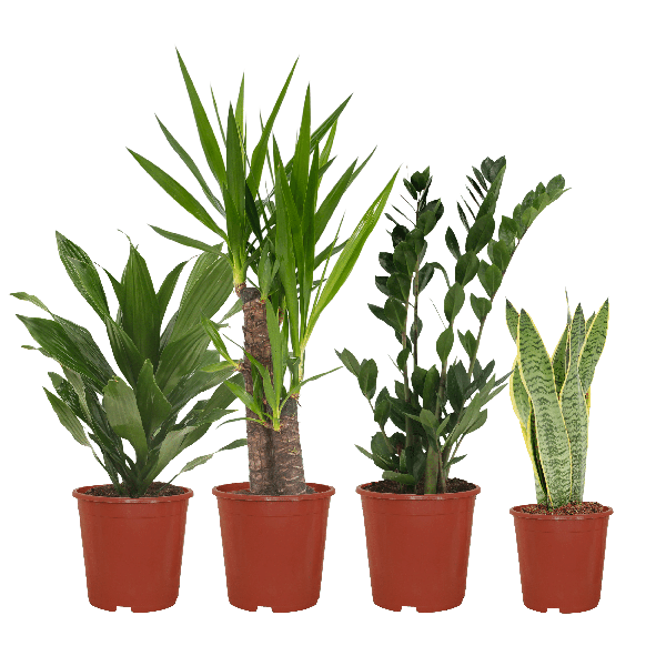 Pflanzkasten Easy – 4 pflegeleichte Zimmerpflanzen – Sansevieria, Yucca, Zamioculcas & Dracaena – Verschiedene Höhen 40-85cm – Ø14 – Ø17 – Plant