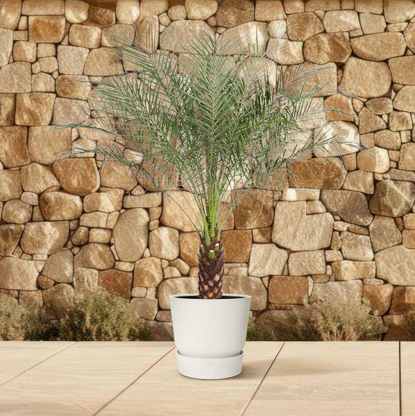 Zwerg – Dattelpalme Phoenix Roebelenii Zimmerpflanze Ø32cm ↕150cm – tropische Grünpflanze für Wohnzimmer, Büro & helle Standorte kaufen – Plant