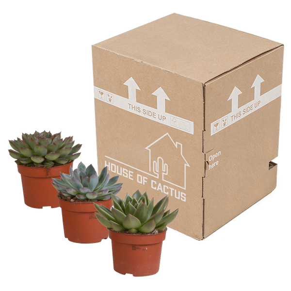 Steinrose Echeveria Mix – 3 Pflanzen Ø10,5cm – Farbenfrohe Sukkulenten – Zimmerpflanzen – Pflegeleicht & dekorativ – Direkt vom Erzeuger – Plant