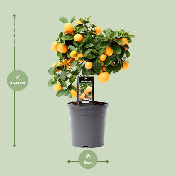 Orangenbaum Citrus Calamondin Zimmerpflanze Ø15cm ↕40cm – pflegeleichte Grünpflanze für Wohnzimmer, Büro & helle Standorte kaufen – Plant