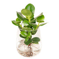 Balsamapfel Clusia – Hydroponische Zimmerpflanze im Kingston Glas – Ø12cm – 30cm Höhe – grünes dekoratives Laub – pflegeleicht & ohne Blüten – Plant