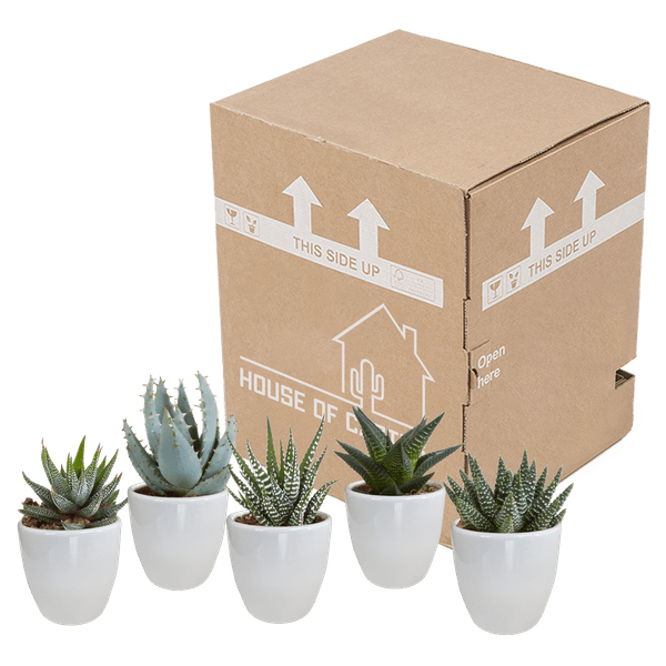 Sukkulenten Mix Gasteria & Haworthia – 5 Pflanzen – Ø5,5cm Zimmerpflanzen im weißen Topf – Verschiedene Mini – Sukkulenten – Plant