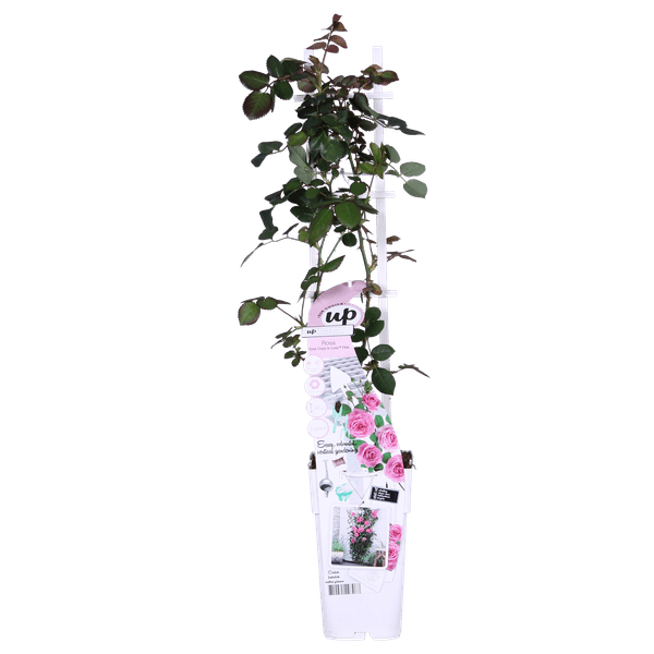Kletterrose Rose Crazy in Love 'Pink' Zimmerpflanze Ø15cm ↕65cm – pflegeleichte Grünpflanze für Wohnzimmer, Büro & helle Standorte kaufen – Plant