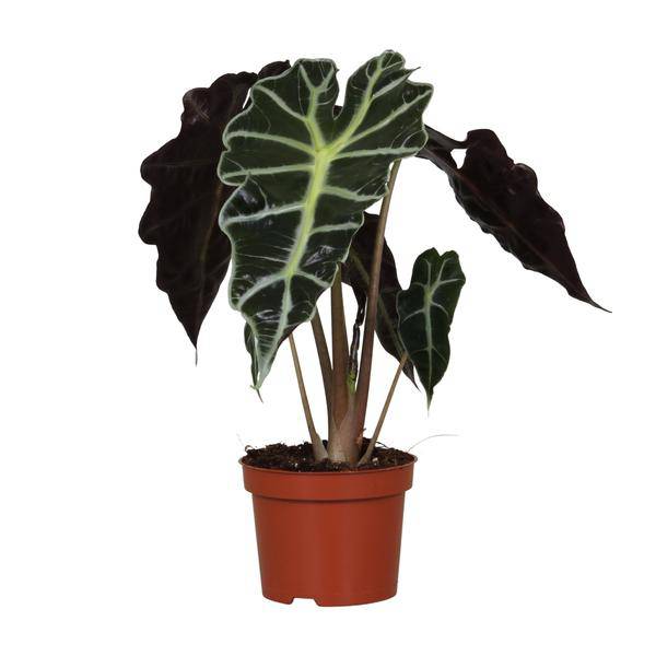 Pfeilblatt Alocasia Amazonica Polly – Zimmerpflanze – Ø12cm – ↕30cm – exotische Tropenpflanze mit dekorativen Blättern – Plant