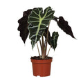 Pfeilblatt Alocasia Amazonica Polly – Zimmerpflanze – Ø12cm – ↕30cm – exotische Tropenpflanze mit dekorativen Blättern – Plant
