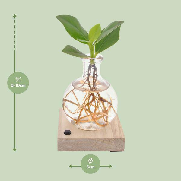 Clusia In Samoa LED – Autogramm – Baum – Ø5cm – Höhe ca. 10cm – Pflegeleichte Zimmerpflanze – Tropische Mini – Pflanze für Innenräume & Geschenkidee – Plant