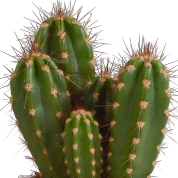 Cereus Mix – 3Zimmerpflanzen – Ø10,5cm – Verschiedene Säulen – & Stabkakteen im weißen Topf – Pflegeleichte Kakteen für Fensterbank, Büro & Wohnzimmer – Plant