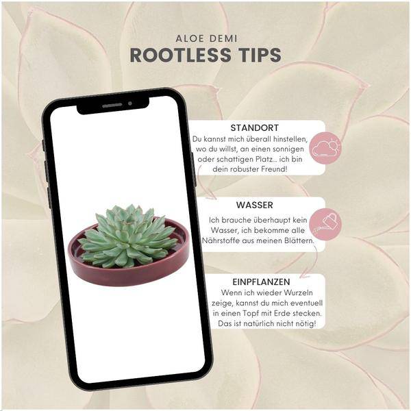 Sukkulente Echeveria Pulidonis Rootless Zimmerpflanze Ø20cm ↕5cm – pflegeleichte Sukkulente für Wohnzimmer, Büro & helle Standorte kaufen – Plant