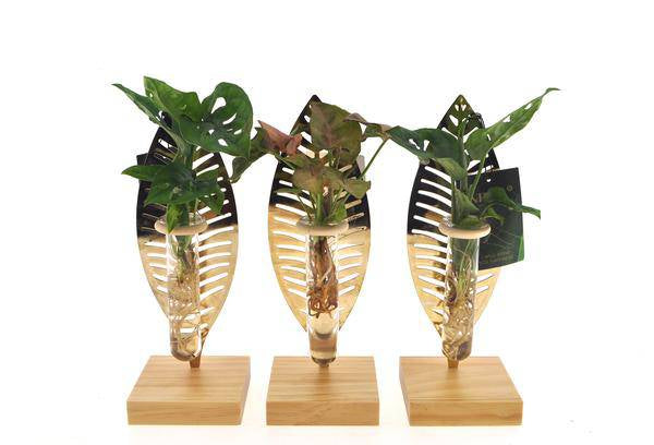 Zimmerpflanzen Mix im Verona Glas – Ø7cm – ↕10cm – stilvolle Hydroponik – Pflanze – pflegeleichte Deko für Zuhause & Büro – Plant