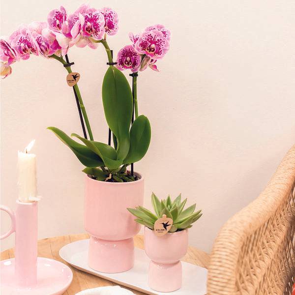 Ovales Tablett – Weiß – Metalltablett 30x13cm – Dekoteller für Pflanzen, Töpfe & Wohnaccessoires – Stilvolle Basis für Orchideen & Deko – Sets – Plant