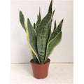 Bogenhanf Sansevieria Futura Superba Zimmerpflanze Ø14cm ↕40cm – pflegeleichte Grünpflanze für Wohnzimmer, Büro & helle Standorte kaufen – Plant