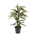 Gummibaum Ficus Binnendijkii Amstel King Zimmerpflanze Ø17cm ↕70cm – pflegeleichte Grünpflanze für Wohnzimmer, Büro & helle Standorte kaufen – Plant