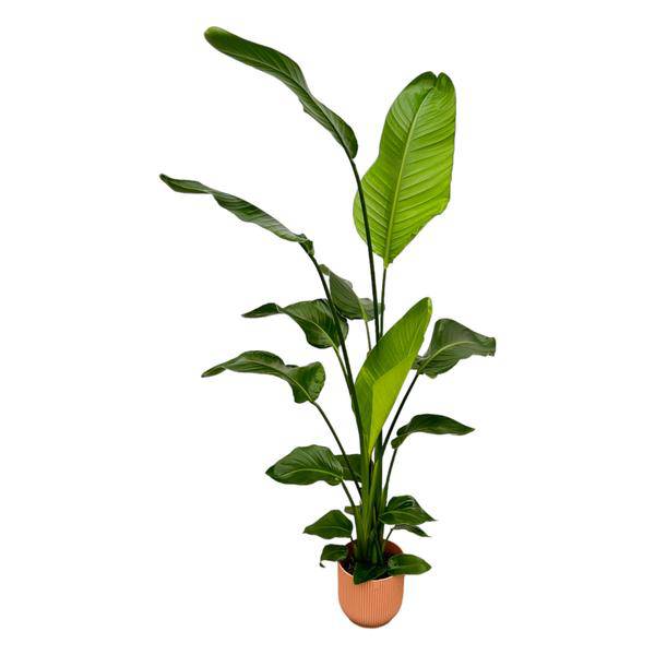 Strelitzia Nicolai – Baum-Strelitzie – Zimmerpflanze Höhe 130cm – ø18cm – inkl. Pflanzgefäß Vibes Fold Rosa – Weißer Paradiesvogel – Tropische Grünpflanze – Plant