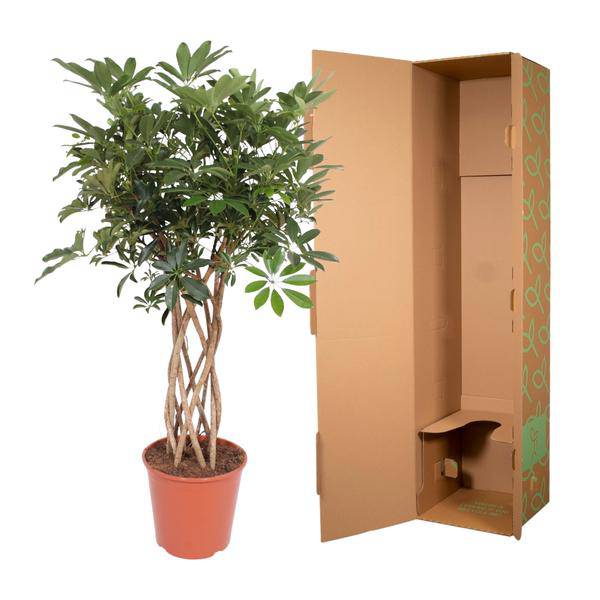 Strahlenaralie – Schefflera Arboricola Compacta – Zimmerpflanze – 130cm – Ø30cm – Indoor – Plant