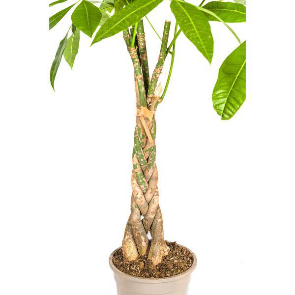 Glückskastanie Pachira Aquatica – Geldbaum – Zimmerpflanze Ø21cm ↕90-110cm – Geflochtener Stamm – Pflegeleicht – Plant
