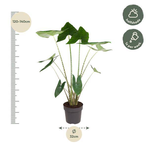 Tiger – Pfeilblatt Alocasia Zebrina Zimmerpflanze Ø32cm ↕130cm – pflegeleichte Grünpflanze für Wohnzimmer, Büro & helle Standorte kaufen – Plant