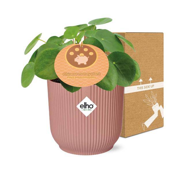 Chinesischer Geldbaum Pilea Peperomioides Zimmerpflanze Ø14cm – pflegeleichte Grünpflanze für Wohnzimmer, Büro & helle Standorte kaufen – Plant