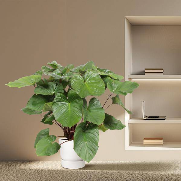 Homalomena Rubescens Zimmerpflanze Ø34cm ↕140cm – pflegeleichte Grünpflanze für Wohnzimmer, Büro & helle Standorte kaufen – Plant