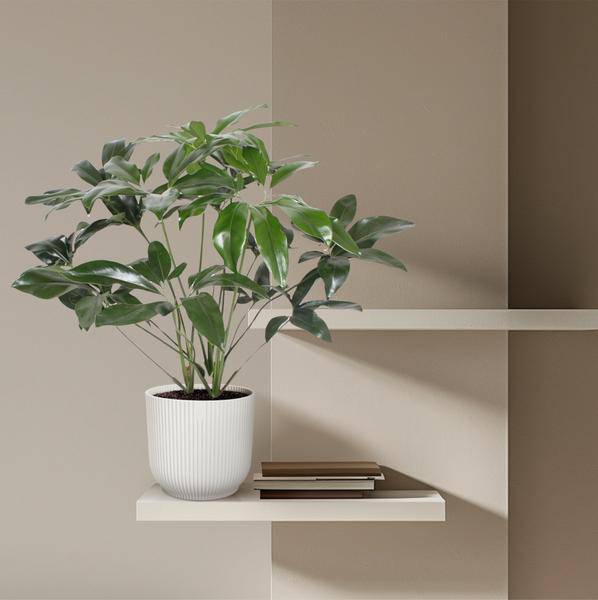Baumfreund – Philodendron Green Wonder – Zimmerpflanze – 120cm – Ø27cm – tropische Kletterpflanze mit großen herzförmigen Blättern – Plant