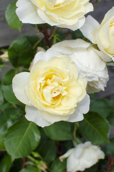 Weiße Kletterrose Rosa Crazy in Love 'Vanilla' Zimmerpflanze Ø15cm ↕65cm – pflegeleichte Grünpflanze für Wohnzimmer, Büro & helle Standorte – Plant