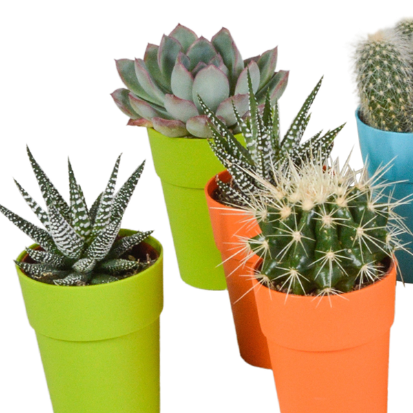 Sukkulenten & Kakteen Mix 15 Pflanzen Ø5,5cm – pflegeleichtes Pflanzen Set für Urban Jungle, Fensterbank, Wohnzimmer & Büro – Plant
