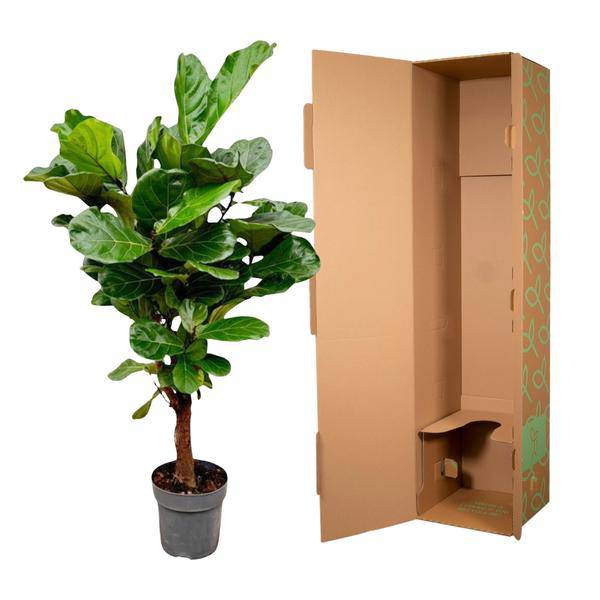 Geigenfeige Ficus Lyrata Zimmerpflanze Ø27cm ↕130cm – pflegeleichte Grünpflanze für Wohnzimmer, Büro & helle Standorte kaufen – Plant