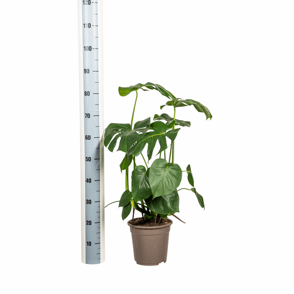 Monstera Deliciosa Tauerii – Fensterblatt – Ø21cm – ↕70-90cm – Beliebte Zimmerpflanze mit dekorativen Blättern – Pflegeleicht & luftreinigend – Plant