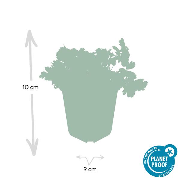 Waldsteinie – Waldsteinia ternata – ↕10-25cm – Ø9cm – 60 Pflanzen – Robuste Bodendeckerpflanze mit gelben Blüten – Sonnig & Halbschattig – Plant