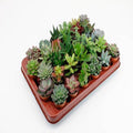 Sukkulenten Mix 30 Pflanzen Ø5,5cm – pflegeleichtes Pflanzen Set für Urban Jungle, Fensterbank, Wohnzimmer & Büro – Plant